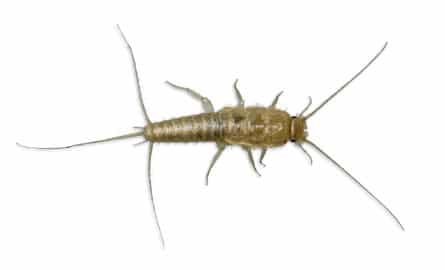 silverfish treatments Brisbane North