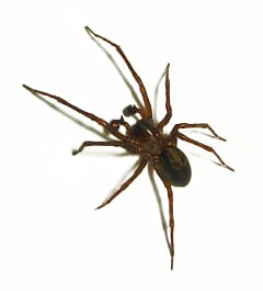 spider pest control sunshine coast