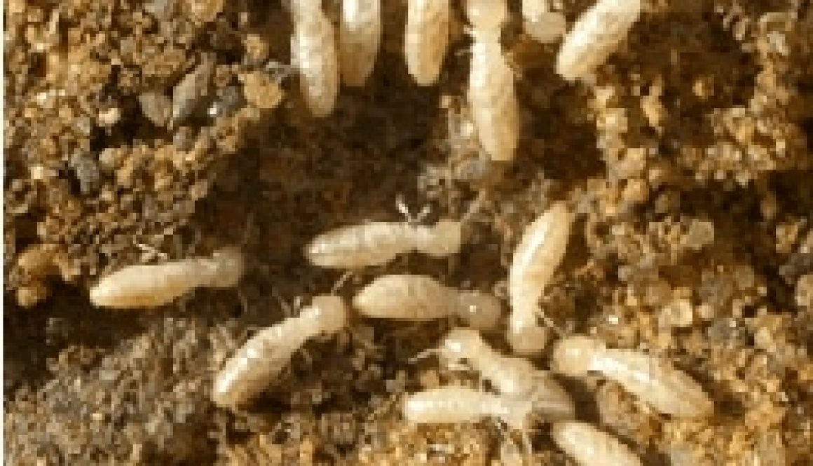 Termite Inspections Brisbane
