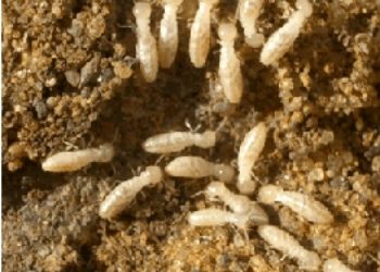 Termite Inspections Caboolture