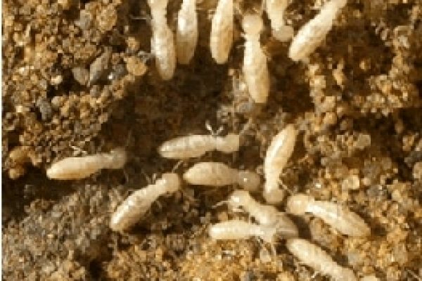 Termite Inspections Brisbane