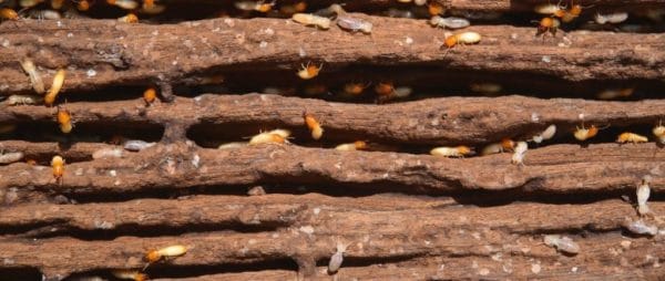 Pest Control Sunshine Coast South to Brisbane North
