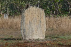 Caboolture Termite Treatment Morayfield Termite Treatment