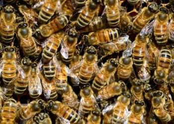 Termite Inspections Caboolture